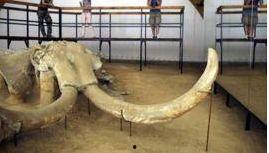 猛犸象雕像测评 头条,匠心独运的艺术杰作